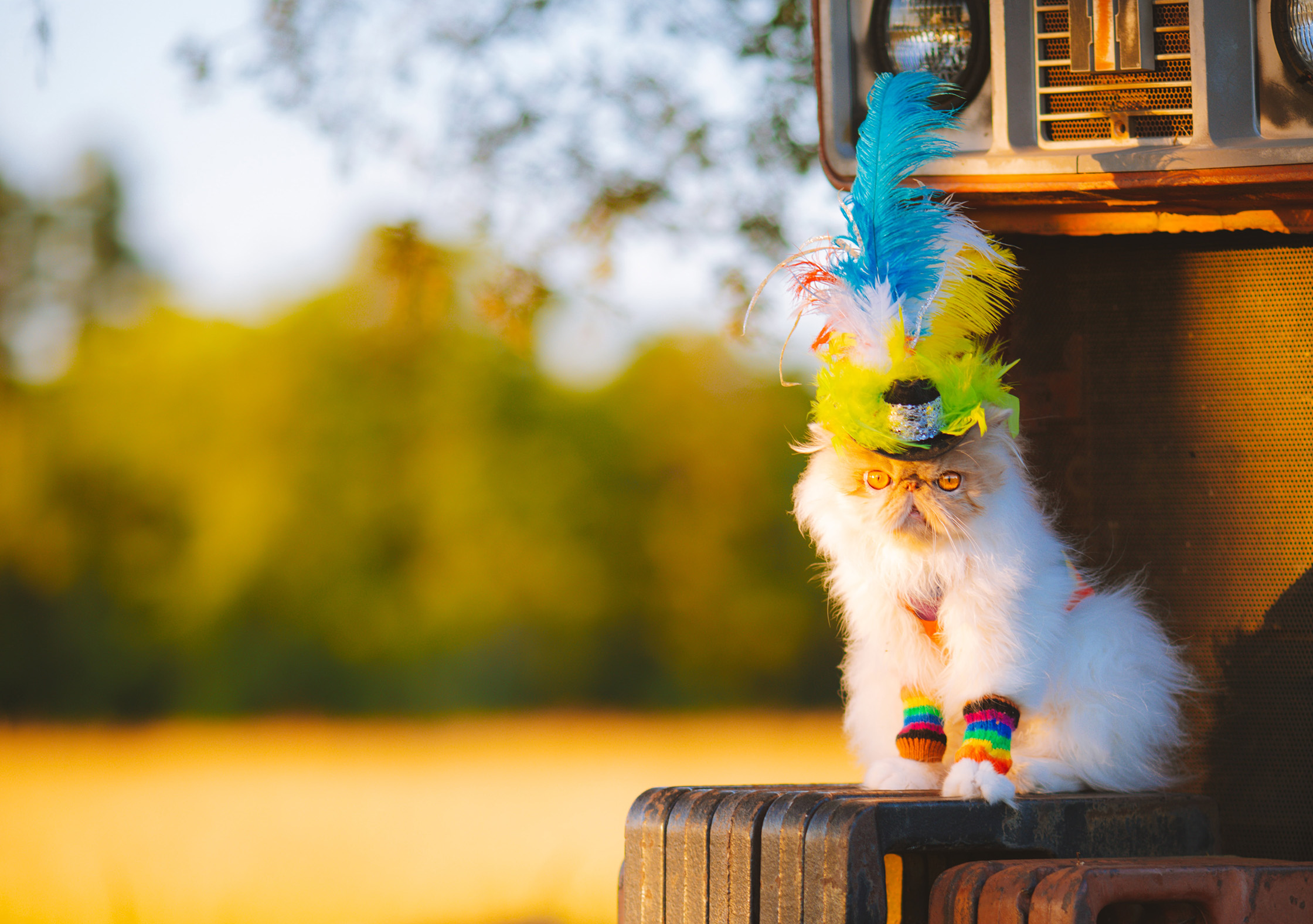 Kiss my asset: de kracht van visuals in online leren thumbnail